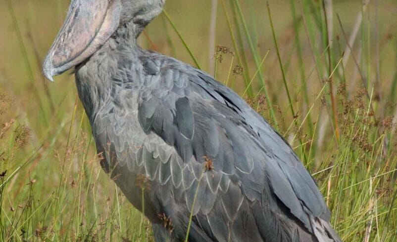 Uganda Birding Tour