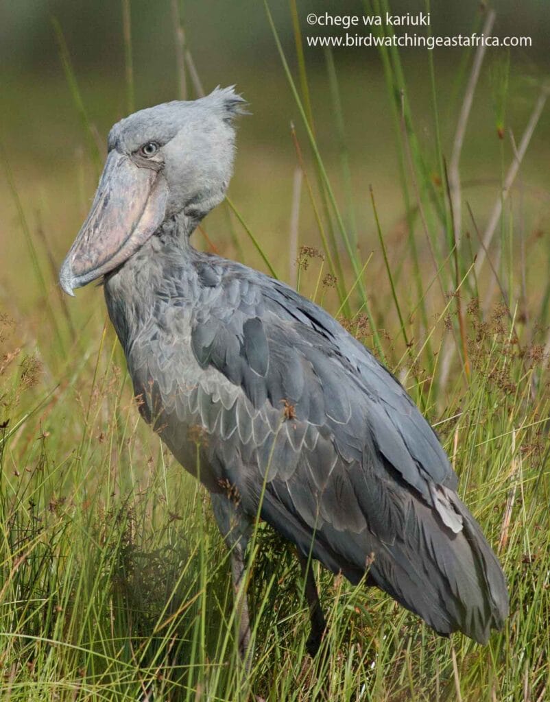 Uganda Birding Tour