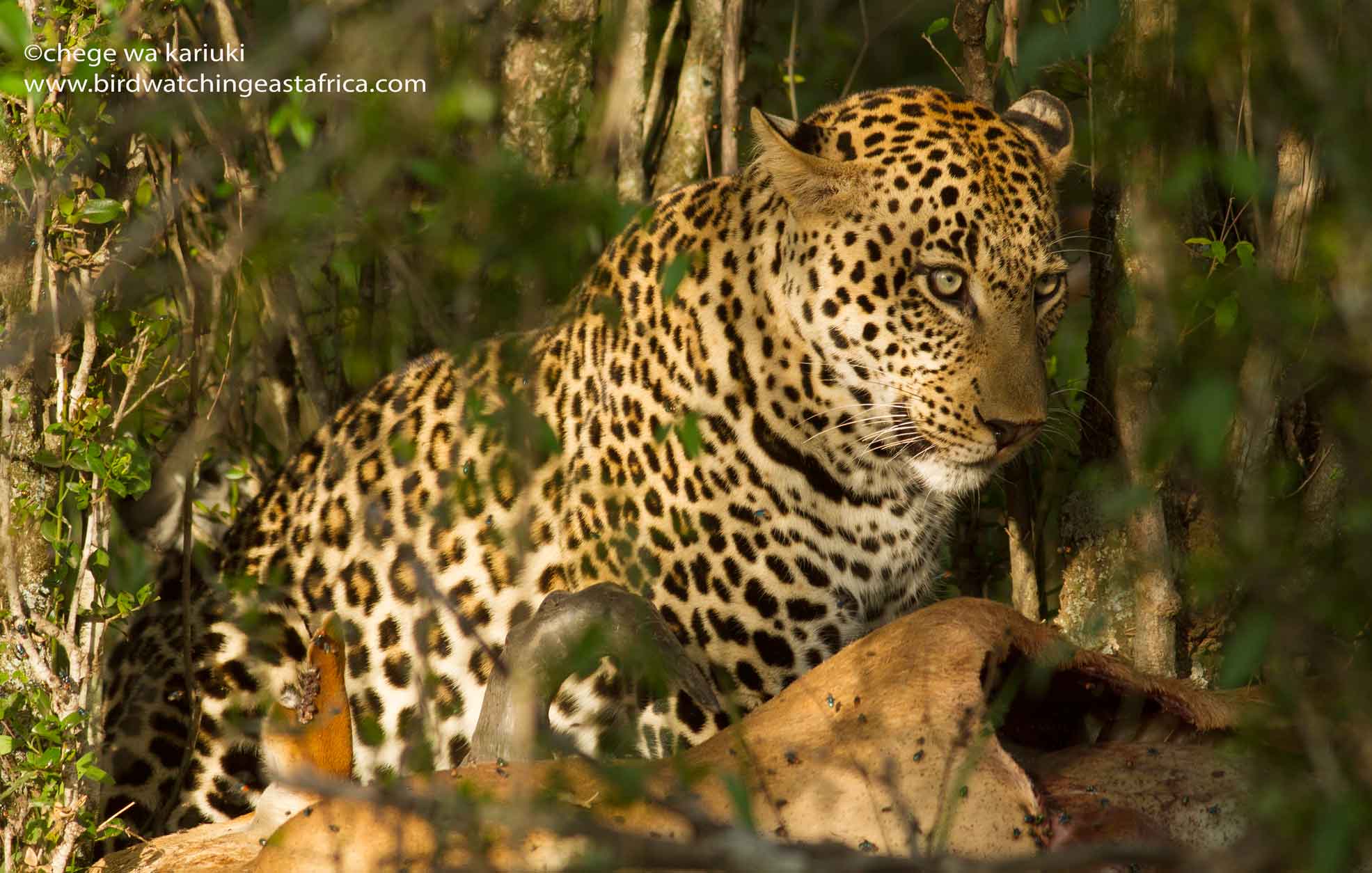 Kenya Wildlife Photo Tour