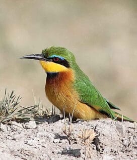 Kenya Big Game & Birds Photo Tour
