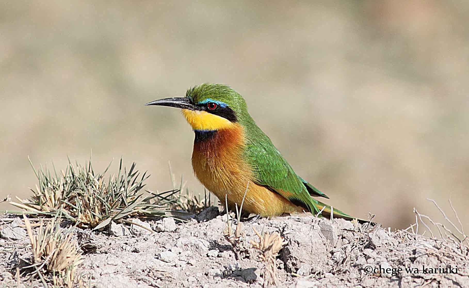 Kenya Big Game & Birds Photo Tour