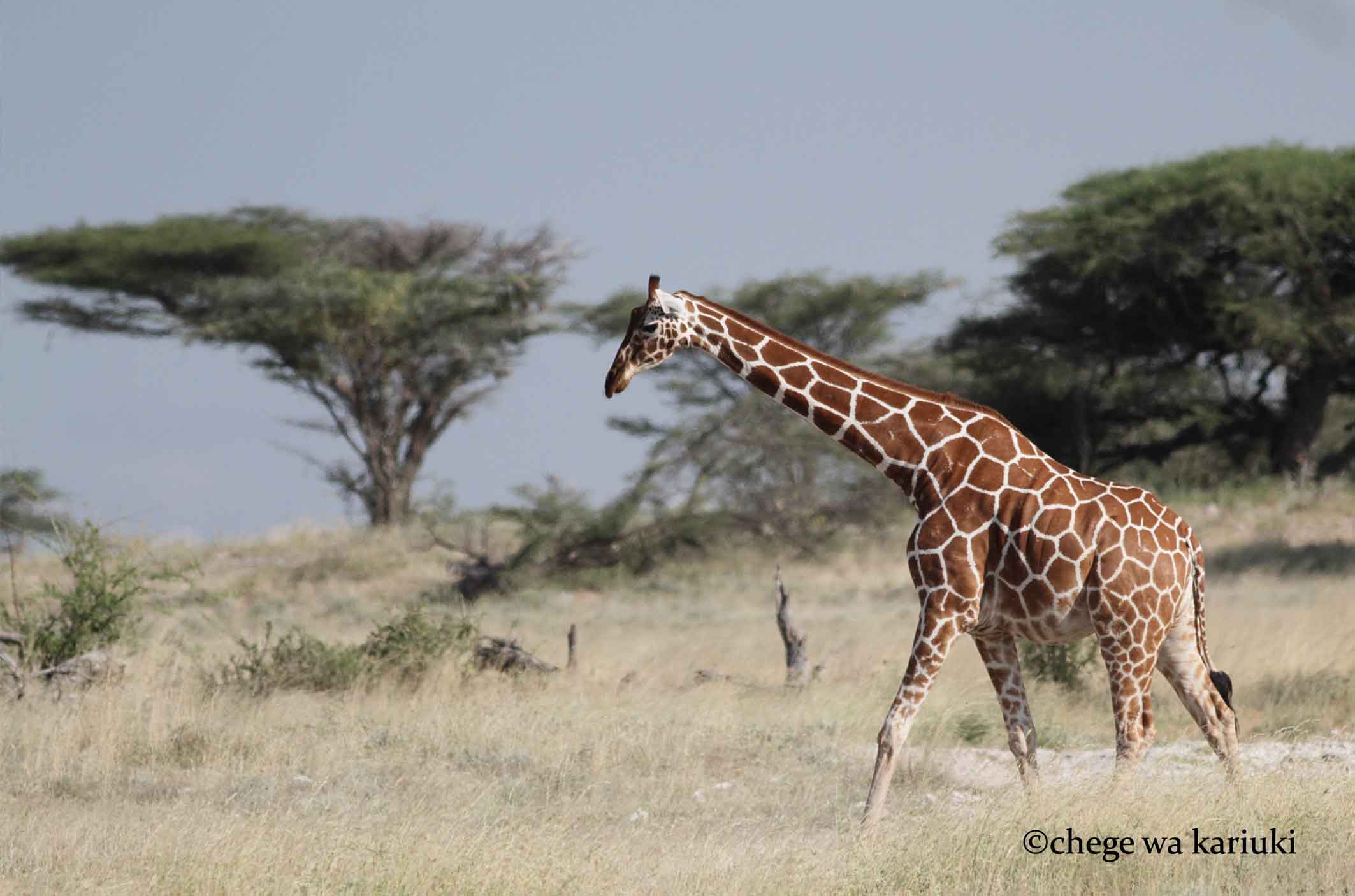 Tanzania birding tour