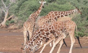 East Africa Safaris