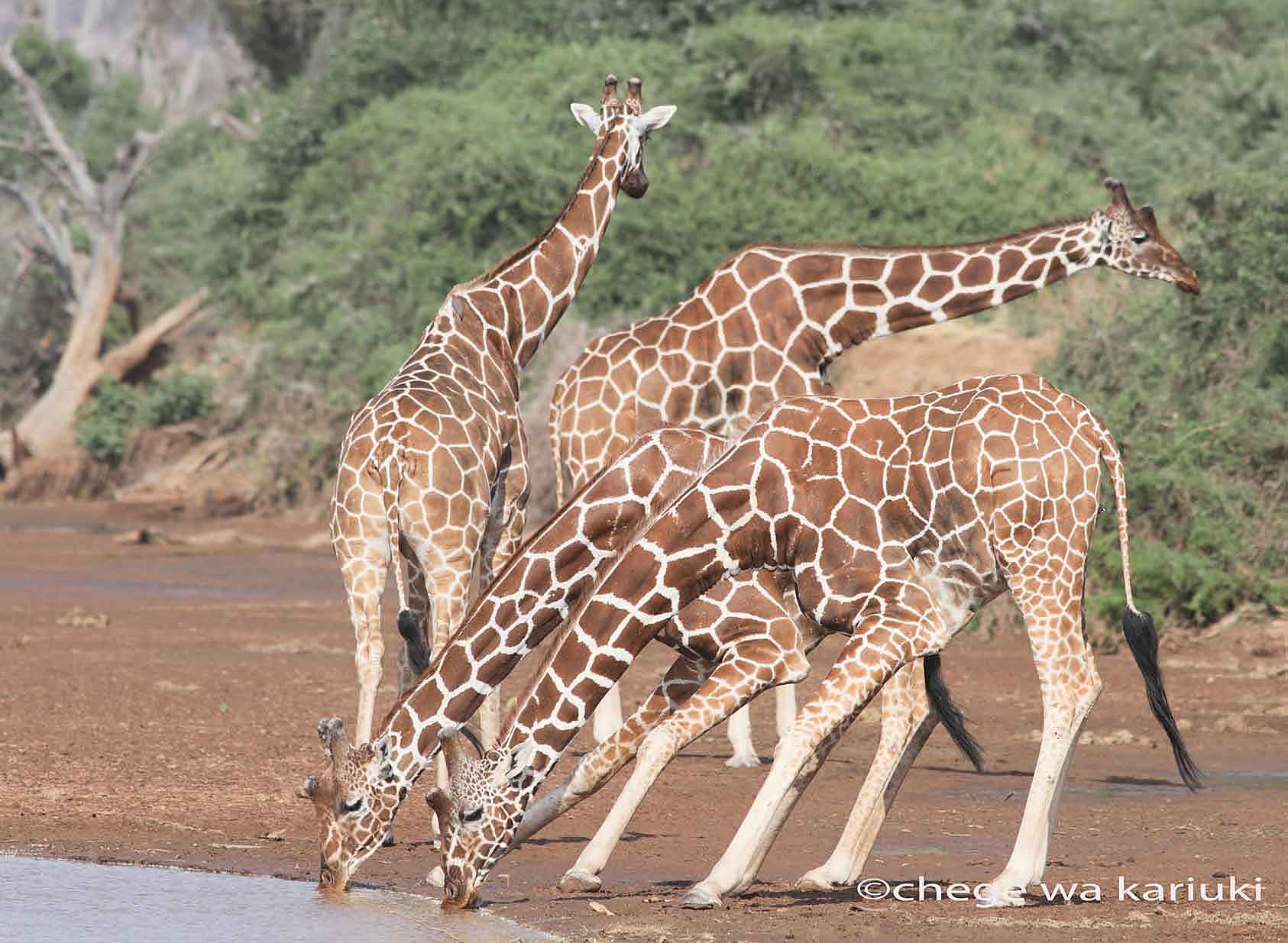 East Africa Safaris