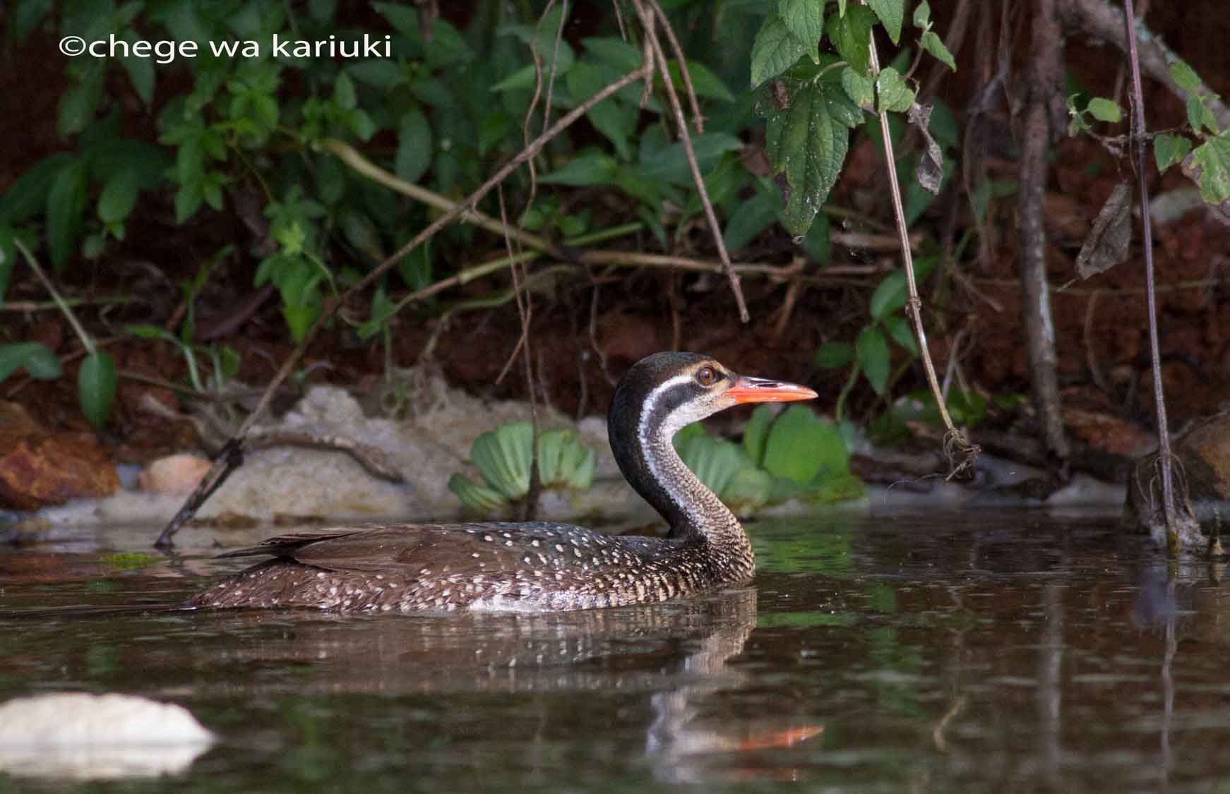 Kenya coastal birding tour