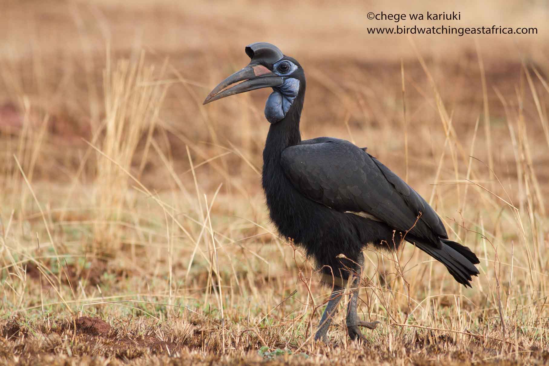 Tanzania birding tour