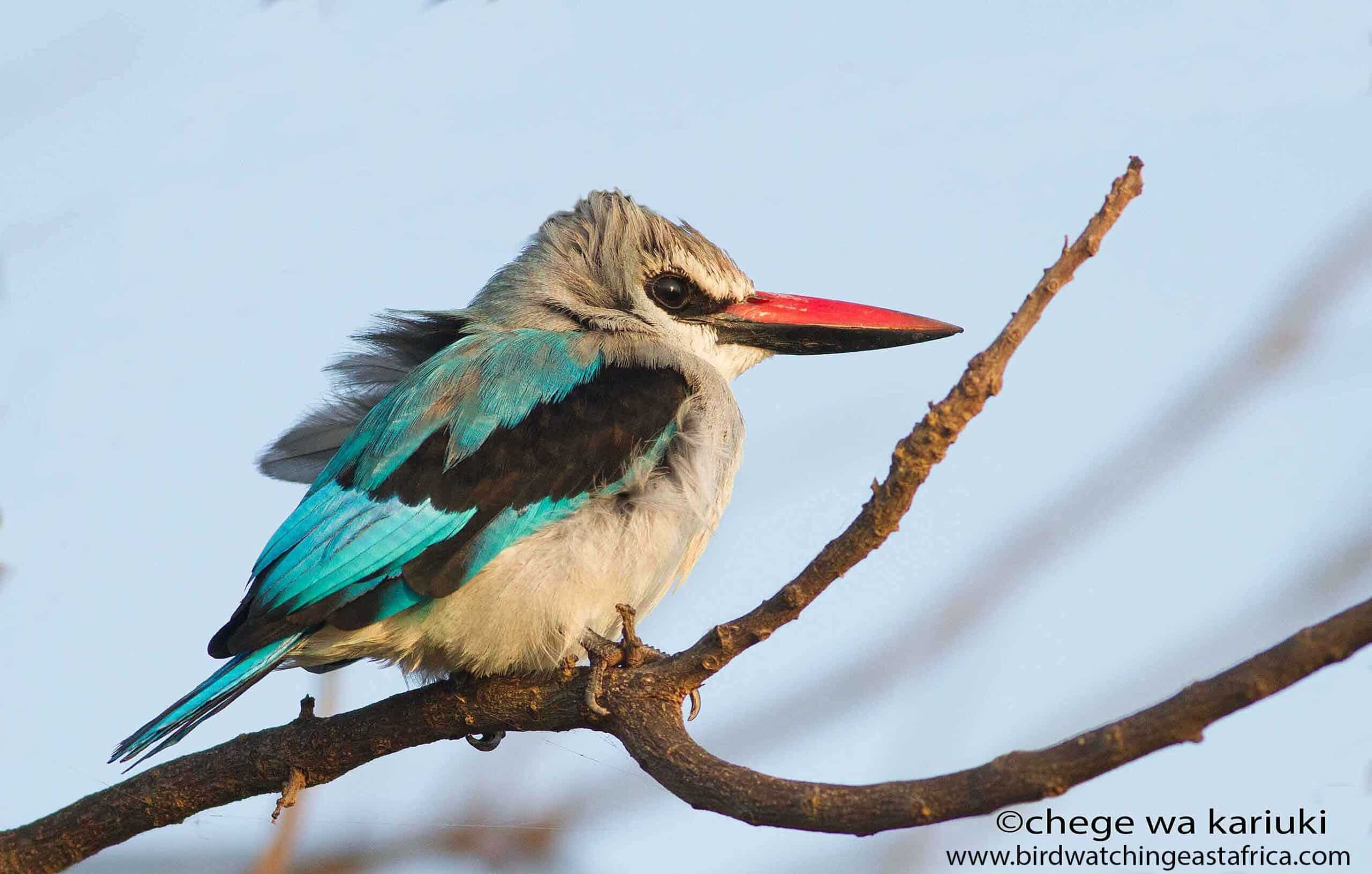 Tanzania birding tour