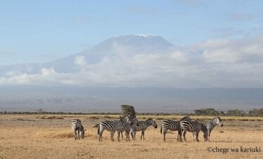 Tanzania birding tour