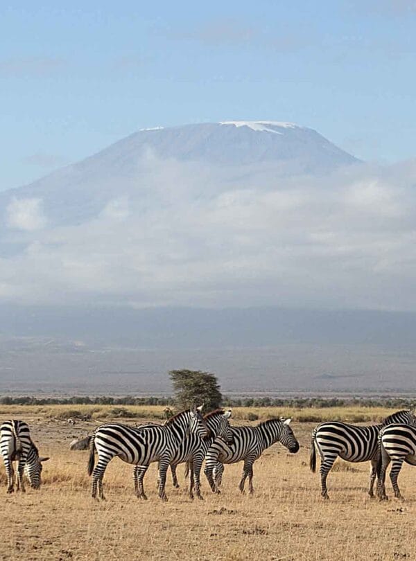 Tanzania birding tour