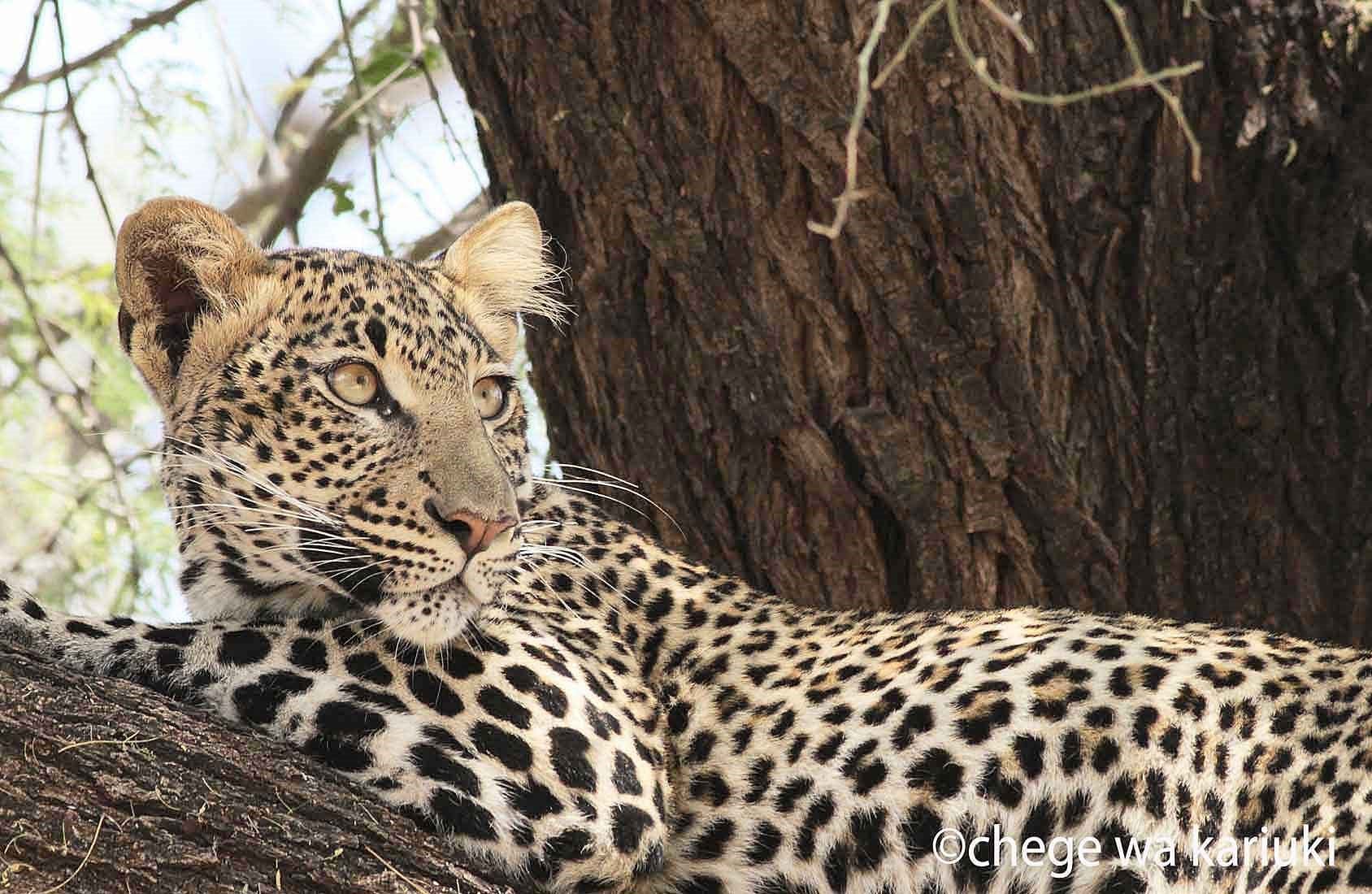 Kenya Big Game & Birds Photo Tour