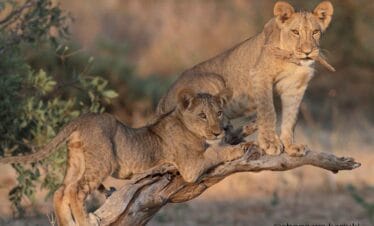 Kenya Wildlife