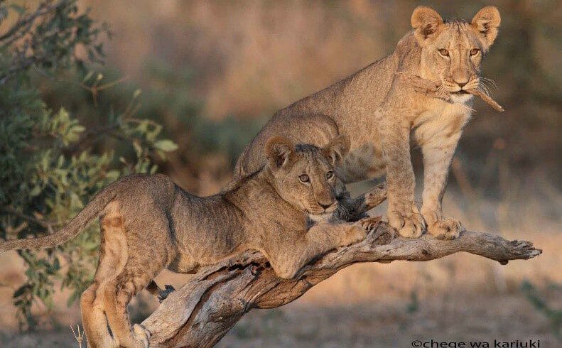Kenya Wildlife