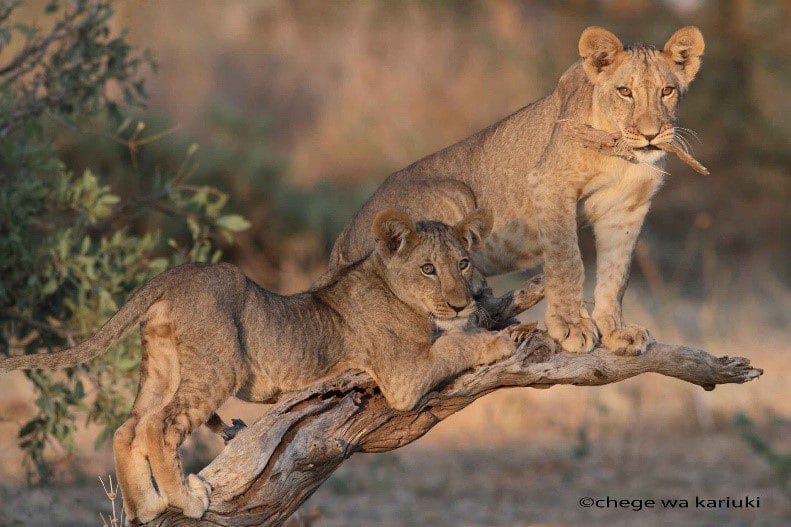 Kenya Wildlife