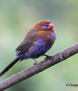 Kenya Birdwatching Tour