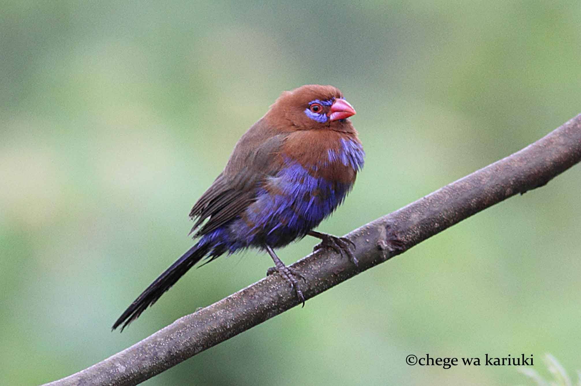 Kenya Birdwatching Tour