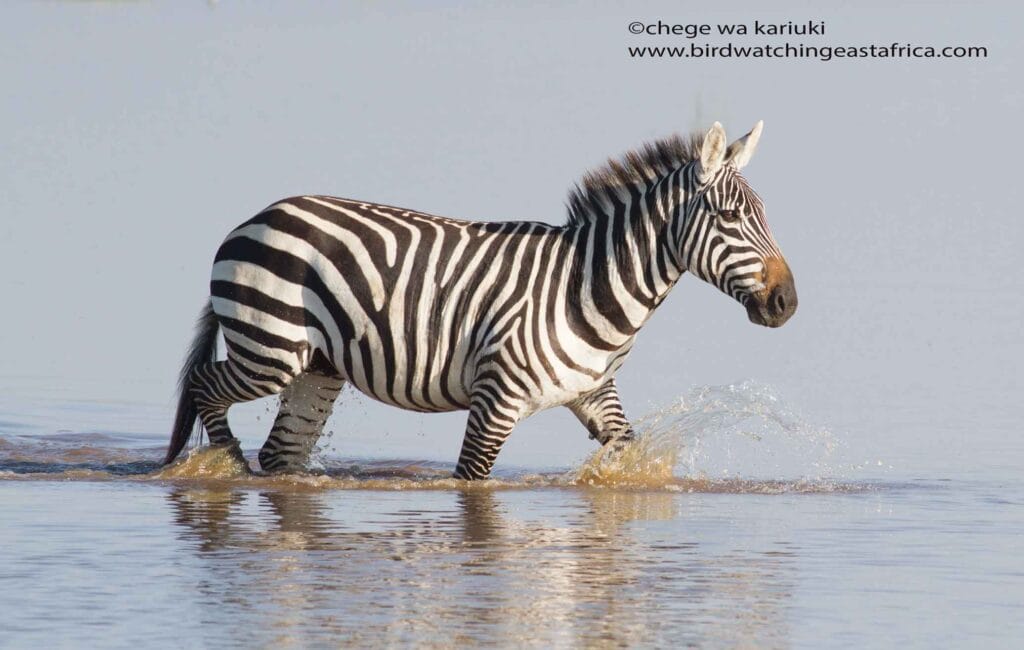 Kenya birds and wildlife