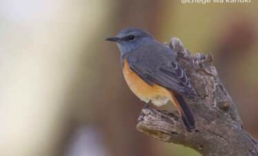 Kenya Birding Tour