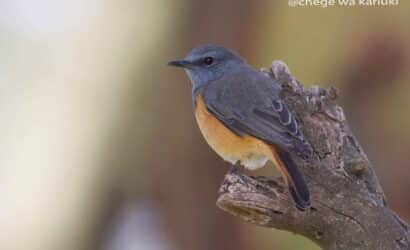 Kenya Birding Tour
