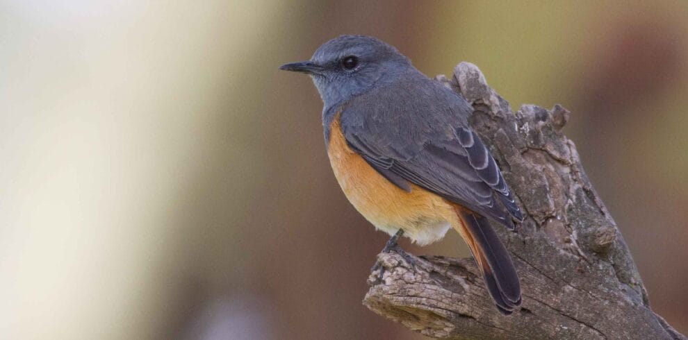 Kenya Birding Tour