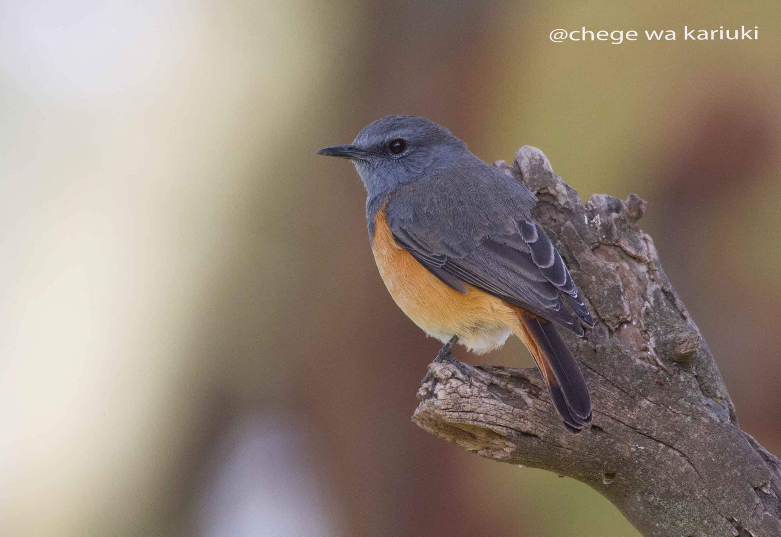 Kenya Birding Tour