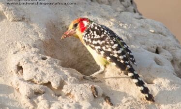 Kenya Birding
