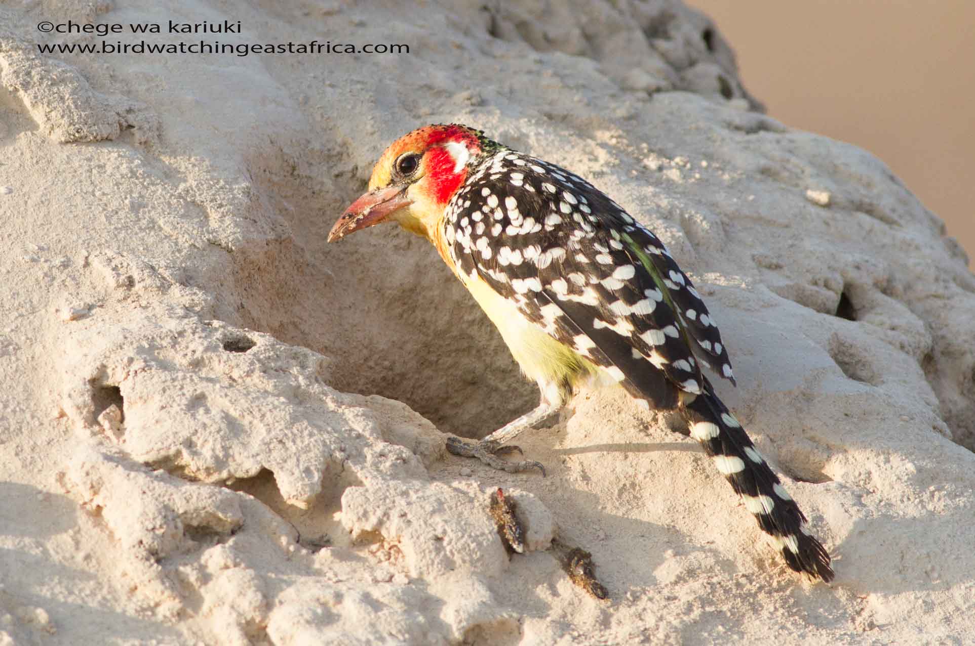 Kenya Birding