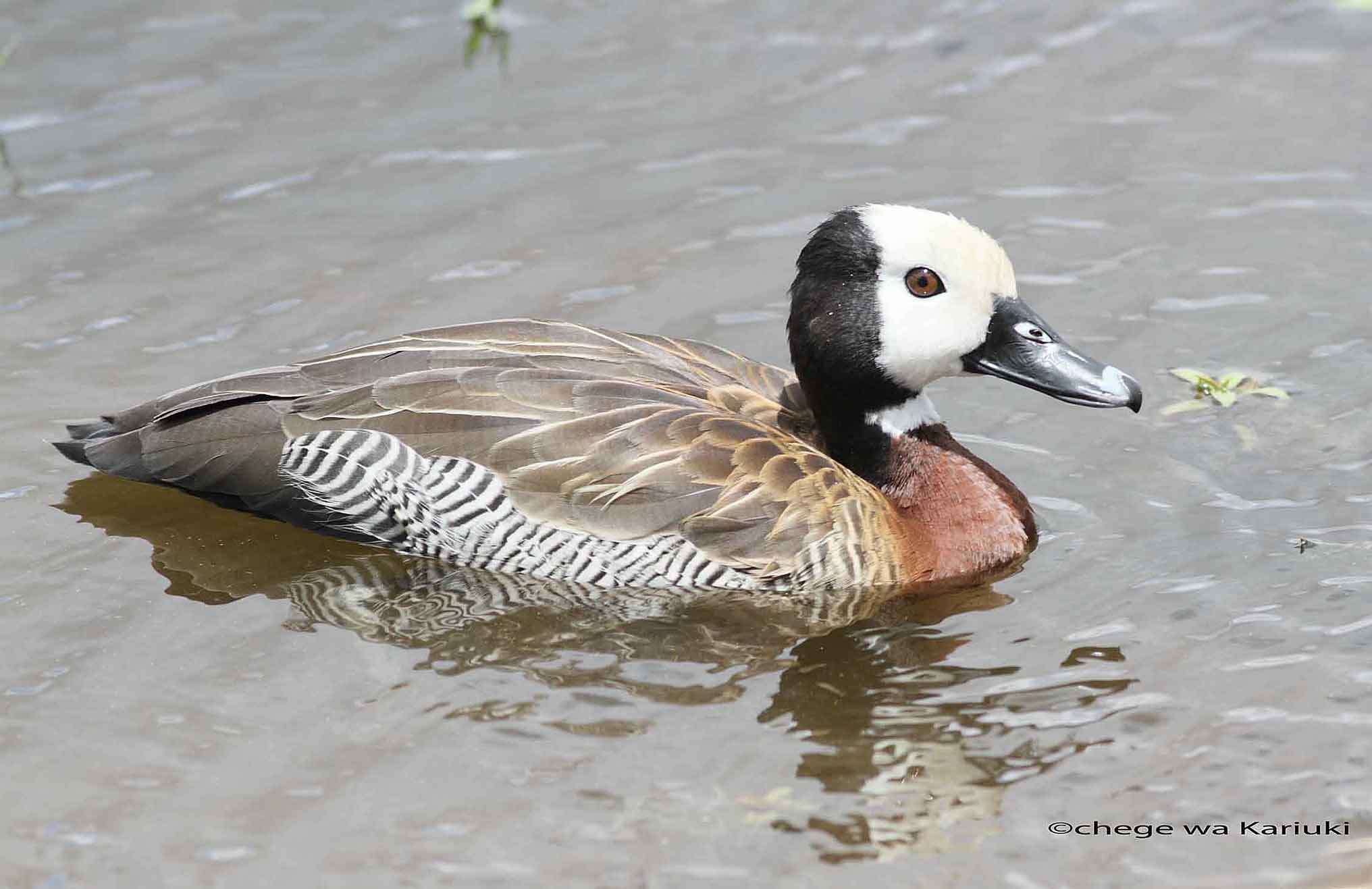 Kenya Birdwatching Tour