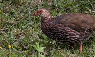 Kenya Birds