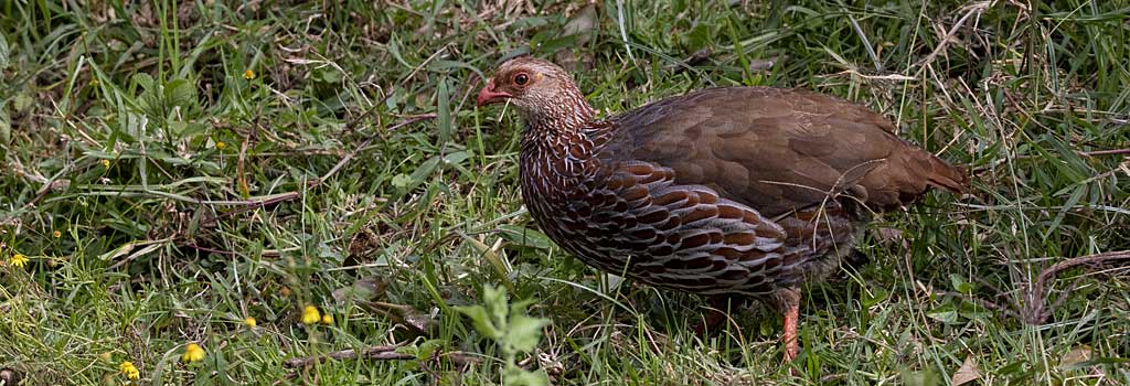 Kenya Birds