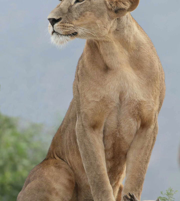 East Africa Birding Tours