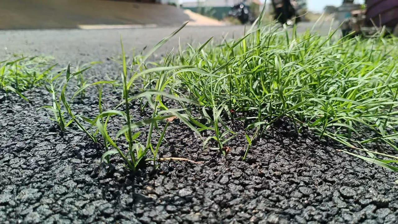 புதிய தார்சாலையில் புல் வளர்த்து அழகு பார்க்கும் நகராட்சி ஒப்பந்ததாரர் !.?