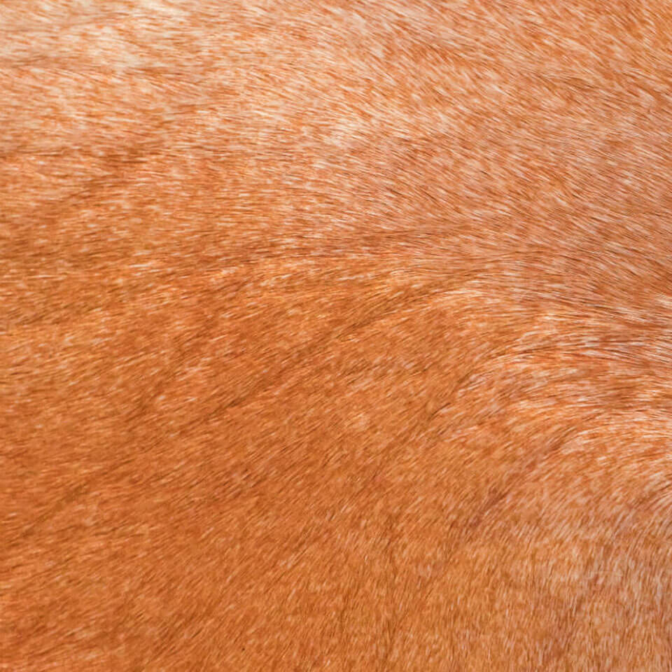 VITELLINA BICOLOUR CAMPARI