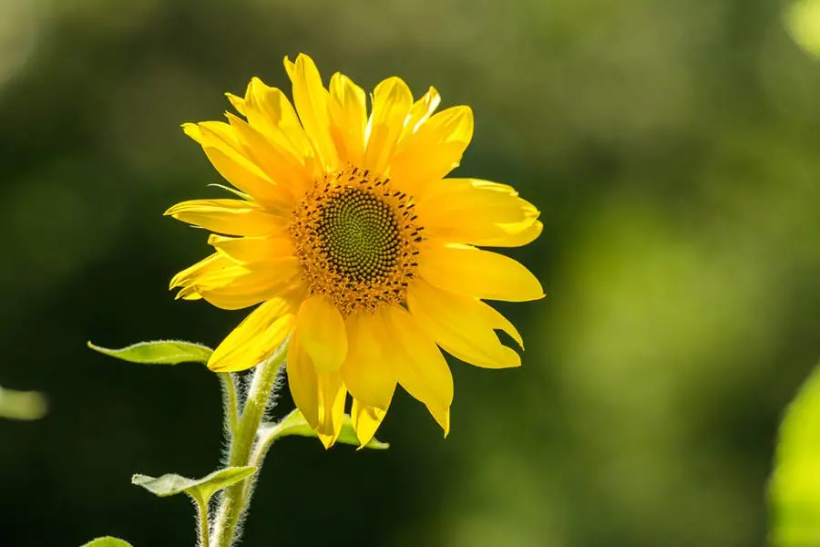 Narrow depth of field shot of sunflower