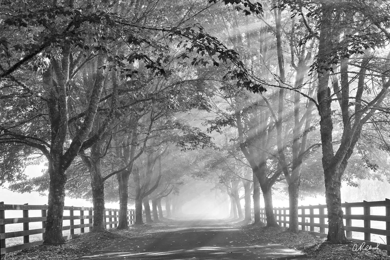 Black And White Landscape  Nature Photography | Aaron Reed