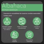 propiedades aceite de albahaca nateorganic