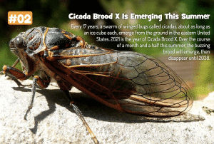 Cicada Brood X