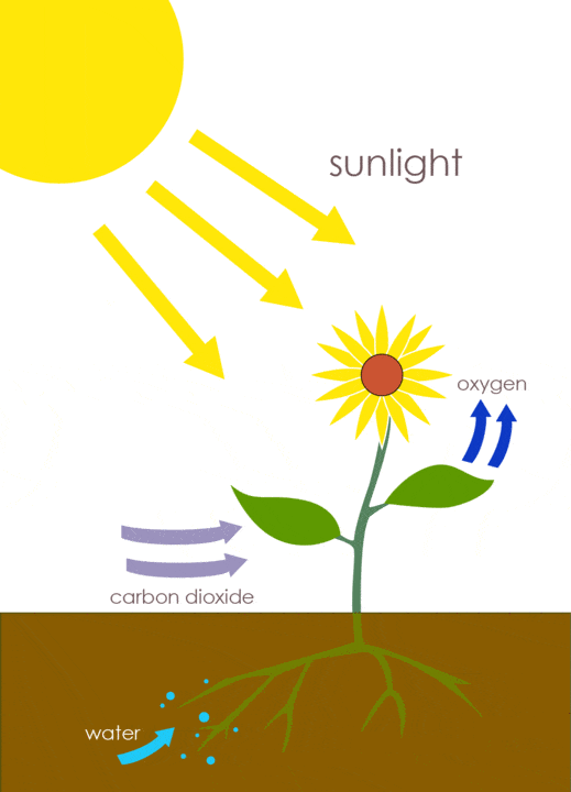 Photosynthesis: The leaves of the plant take in carbon dioxide from the air, energy from the sun, and water from the soil through the plant’s roots. The leaves use these materials to make food for the plant’s cells