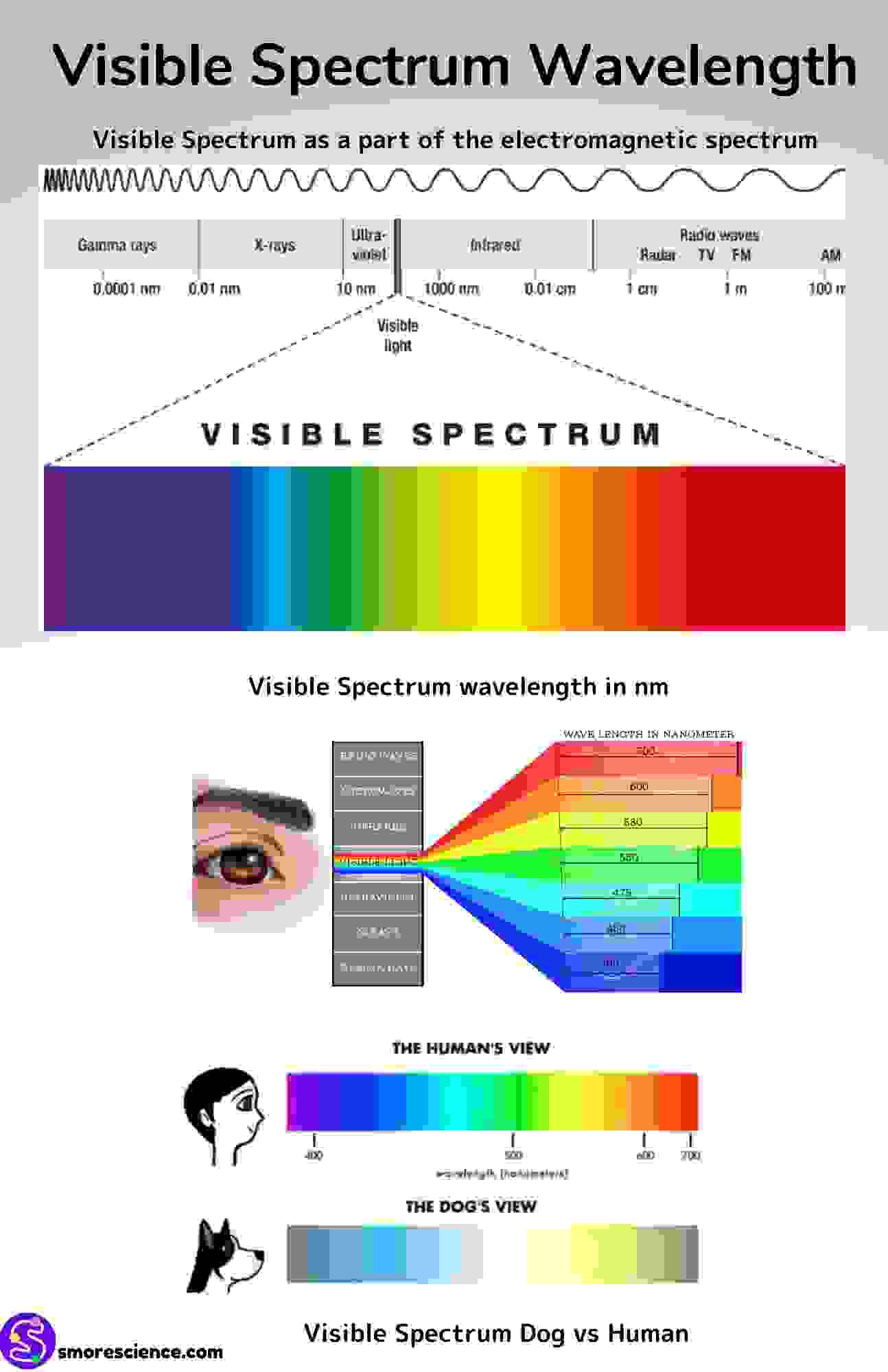 Visible Light Spectrum Wavelengths Poster Free Download Smore Science 7364