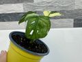 Monstera Adansonii Japanese Tricolor