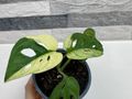 Monstera Adansonii Japanese Tricolor