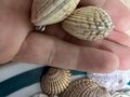Sada mořských mušlí různých velikostí a druhů