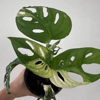 Monstera Adansonii Japanese Tricolor