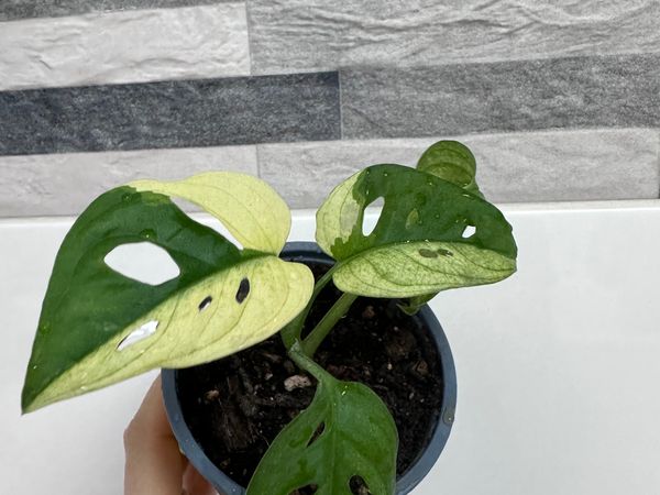 Monstera Adansonii Japanese Tricolor