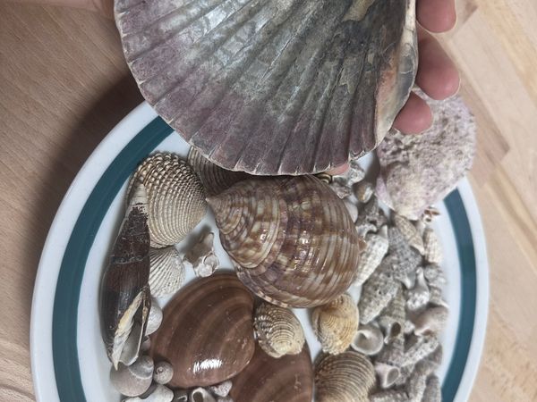 Sada mořských mušlí různých velikostí a druhů