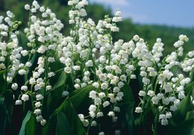 Le muguet en Corrèze, des traditions qui se pr ...