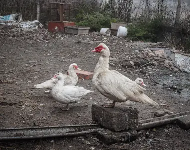 Kachny v domácím chovu - Nevinné oběti