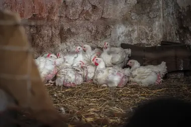Kuřata v domácím chovu - Nevinné oběti