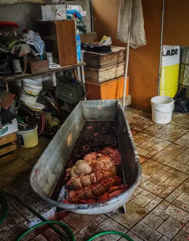 Vana plná krve a vnitřností zabitého prasete v garáži domácího chovu - Nevinné oběti