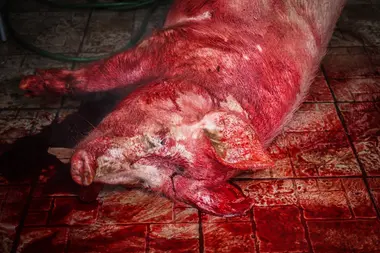 Právě zabité prase v domácím chovu. - Nevinné oběti