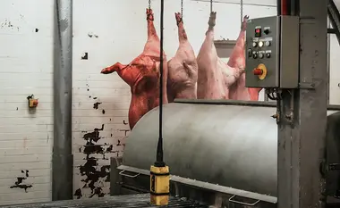 Jatka s prasaty - Nevinné oběti